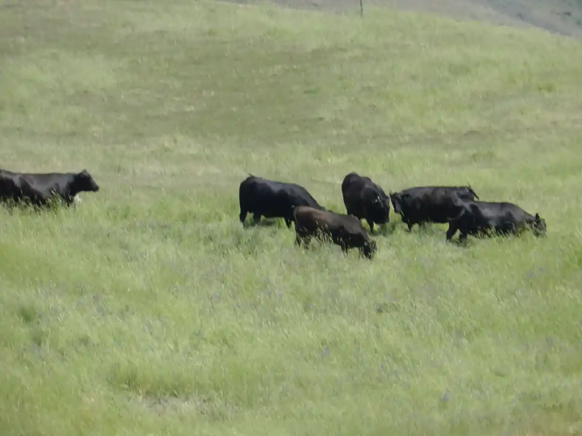 Cattle grazing by Susan Fluegel